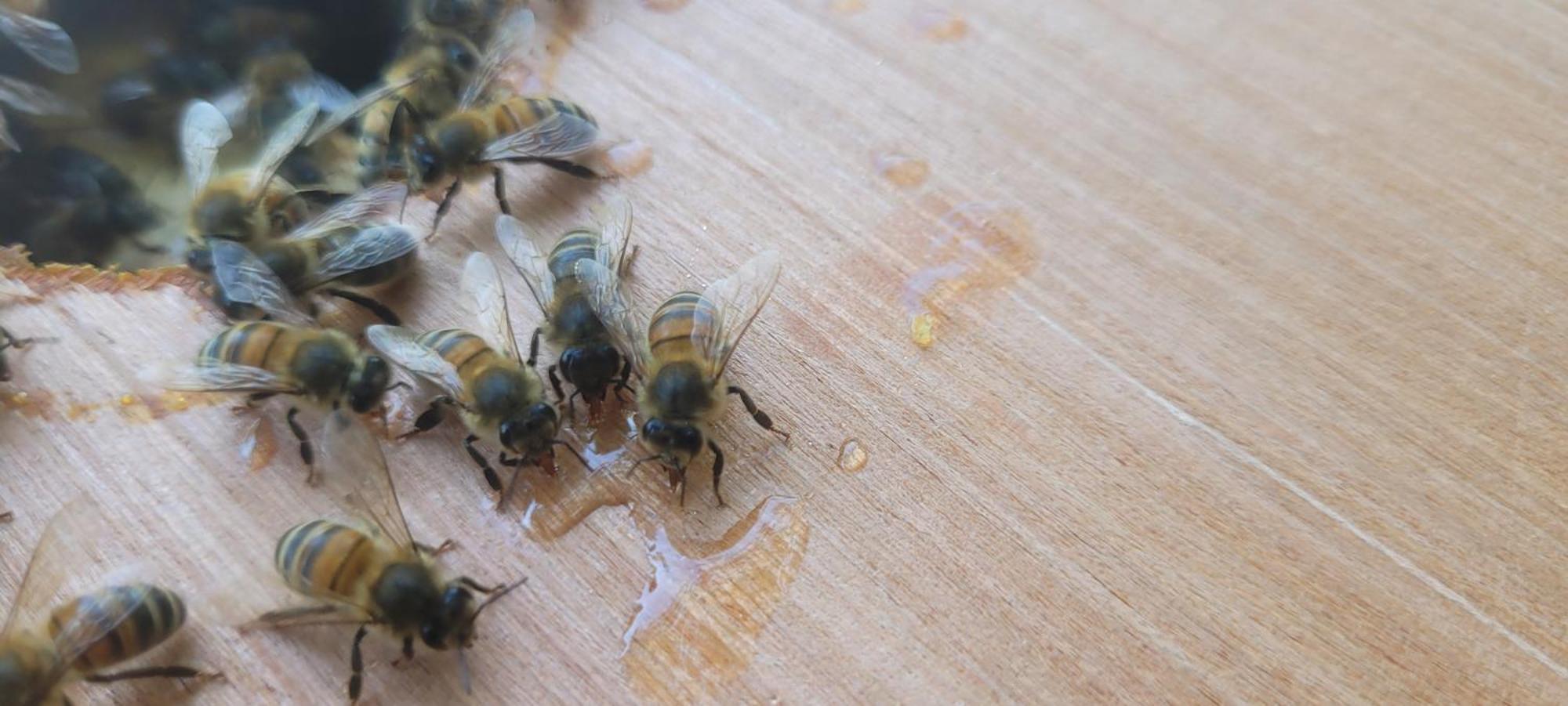 La Maison De L'abeille De Percey Apartamento Longeau-Percey